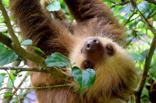 costa-rica-sloth-sengangare-e1609758278376-307×202
