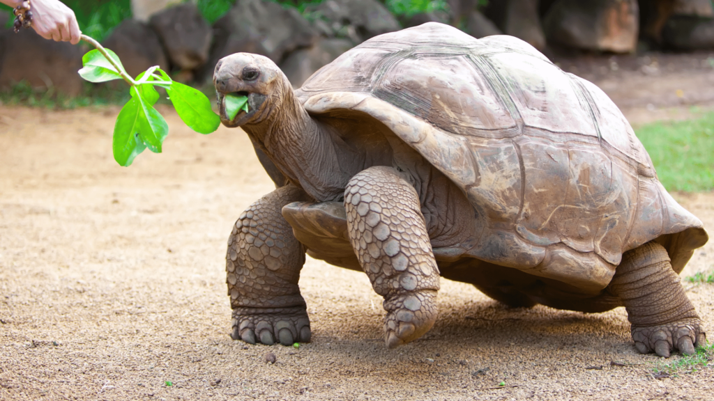 Sköldpadda på Seychellerna