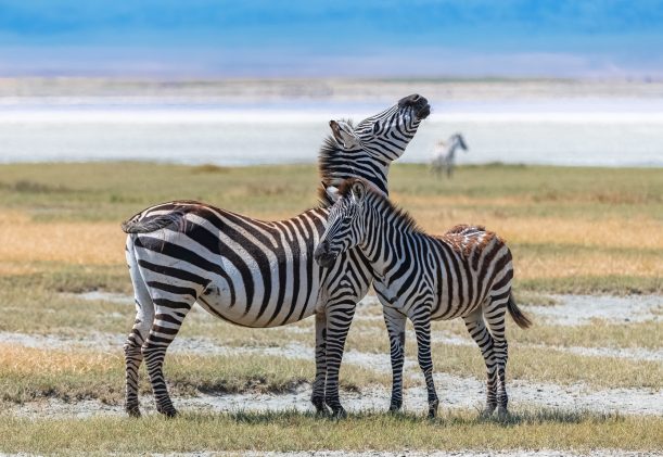 Two zebras standing in the Ngorongoro crater, the mother an