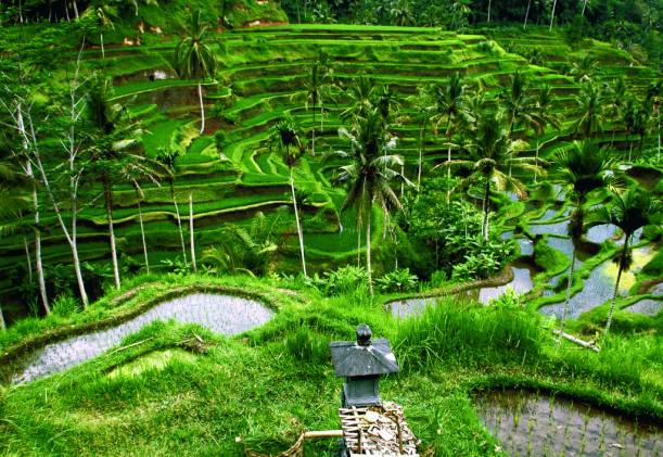 Bali risfält