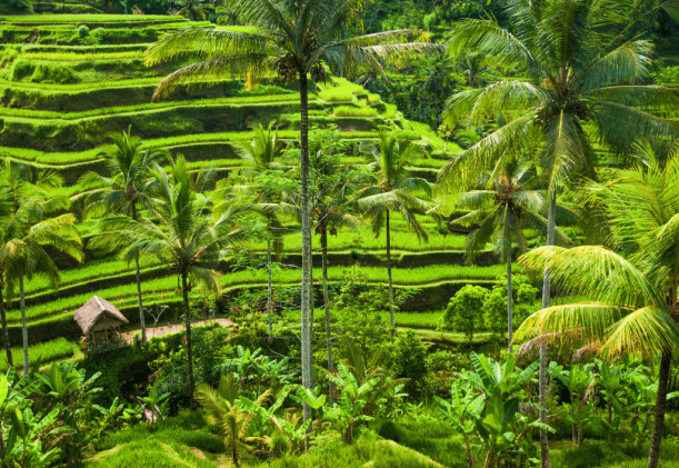 Bali risfält