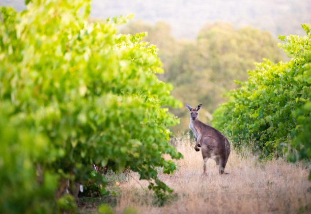 Hummingbird-Känguru-bland-vingårdarna-i-Australien