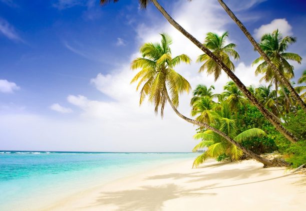 palmer, stranden och havet i Karibien