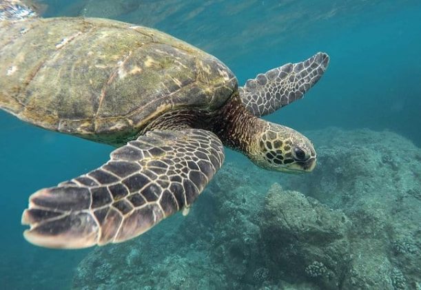 dykning med sköldpaddor i Sri Lanka