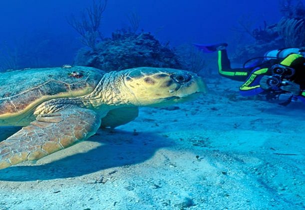 St-lucia-skoldpaddor-snorkling-dykning