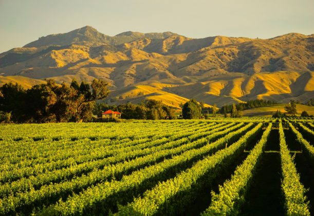 Row,Of,Beautiful,Grape,Yard,Before,Sunset,With,Mountain,In