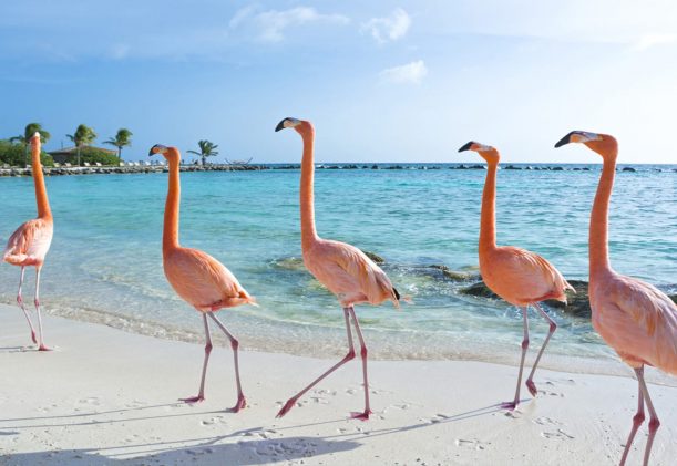 flamingos på Aruba