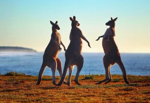 australien-queensland-kangaroos