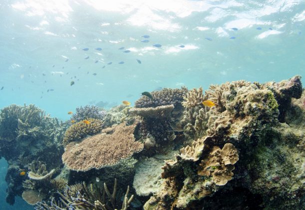 australien-queensland-stora-barriarrevet-koraller-scaled