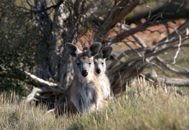 australien-sodra-adelaide-gawler-ranges-kangurus-safari-djur