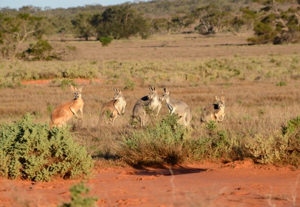 australien-sodra-adelaide-gawler-ranges-kangurus-safari-djurliv