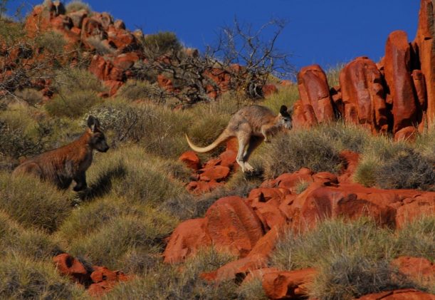 australien-sodra-adelaide-gawler-ranges-kangurus-safari-fyrhjulsdrift