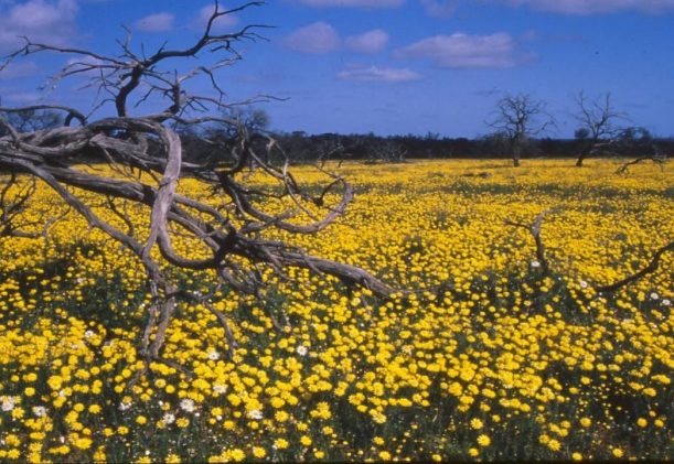 australien-sodra-adelaide-gawler-ranges-kangurus-safari-gula-blommor