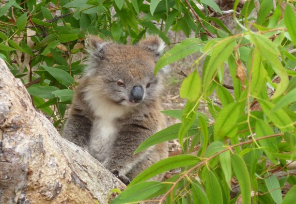 australien-sodra-adelaide-gawler-ranges-kangurus-safari-koalor