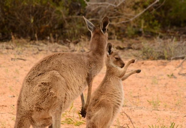 australien-sodra-adelaide-gawler-ranges-kangurus-safari