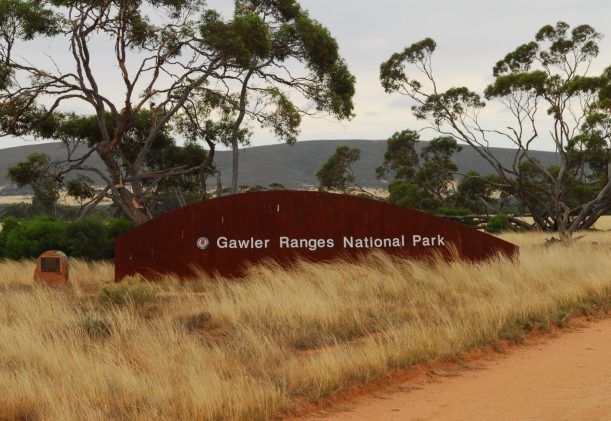 australien-sodra-adelaide-gawler-ranges-kangurus-safari-skylt-vid-inresan