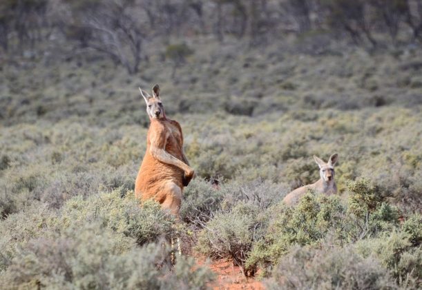 australien-sodra-adelaide-gawler-ranges-kangurus-safari-stor-kanguru