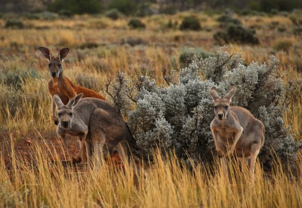 australien-sodra-adelaide-gawler-ranges-kangurus-safaritur