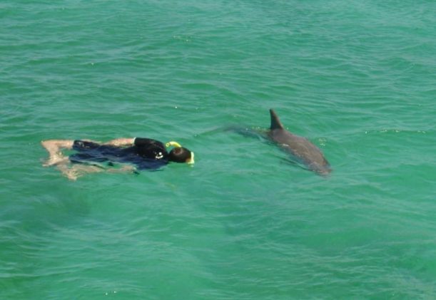 australien-sodra-adelaide-gawler-ranges-natur-simmar-med-delfiner