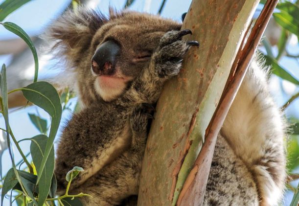 australien-south-australia-kangaroo-island-koala-sover