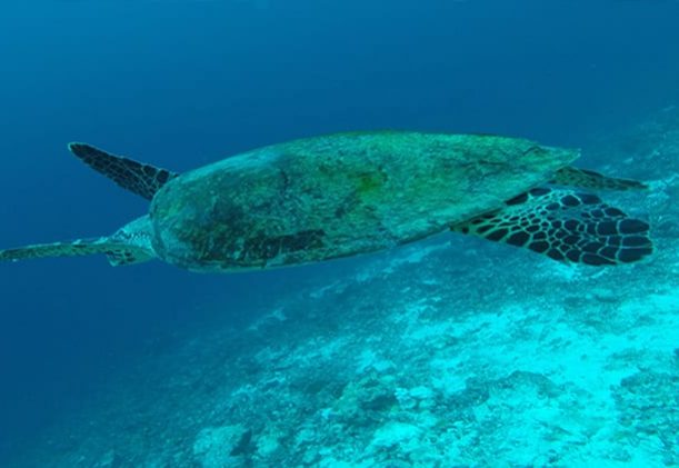 maldiverna-boutique-beach-club-hav-snorkling-dykning-skoldpaddor