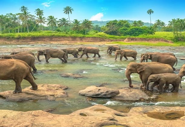 sri-lanka-elefanter-dricker-vatten