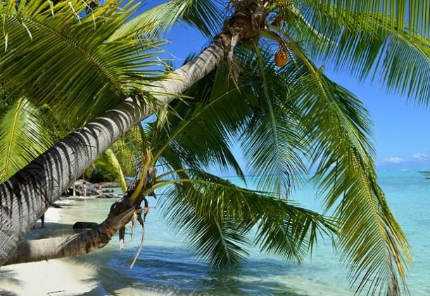 palmer på Tahiti till Hawaii